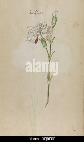 Drawing depicting Libagel Dianthus caryophyllus, by Frans George Beissner (fl.1680), from the Stephenson Clarke Albums; Dutch garden flowers Vol.2 by Beissner collection, dated 1680. A delicate botanical drawing of a single tall stem with a fully open fringed flower and a bud, rendered in green stems and leaves with a pale cream flower edged in pink and a small dark red streak, set against a beige paper background. Watercolour on handmade paper, bound. English vernacular name: carnation. Stock Photo