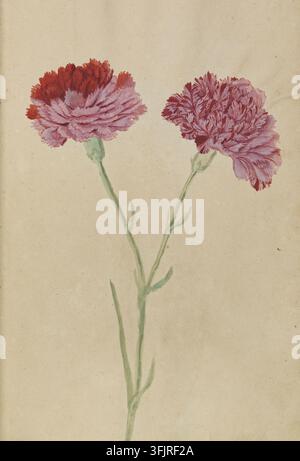 Drawing depicting Dianthus caryophyllus, by Frans George Beissner (fl.1680), from the Stephenson Clarke Albums; Dutch garden flowers Vol.2 by Beissner collection, dated 1680. A watercolor illustration of a pair of carnations with green stems and leaves and ruffled petals in shades of pink, red, and mauve against a beige background. Watercolour on handmade paper, bound. English vernacular name: carnation. Stock Photo