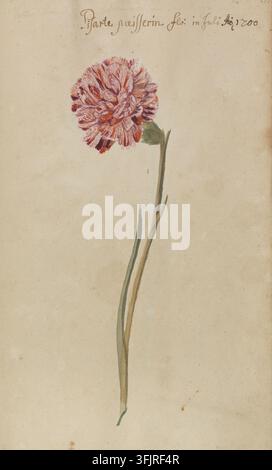 Drawing depicting Dianthus Bissart Caisserin, by Frans George Beissner (fl.1680), from the Stephenson Clarke Albums; Dutch garden flowers Vol.2 by Beissner collection, dated 1700. A single botanical illustration of a flower with a round, textured bloom in shades of pink, red, and white atop a long green stem with a few narrow green leaves, set against a beige background. Watercolour on handmade paper, bound. English vernacular name: carnation. Stock Photo