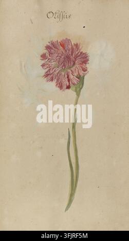 Drawing depicting Dianthus Olissus, from the Stephenson Clarke Albums; Dutch garden flowers Vol.2 by Beissner collection, dated 1680. A single tall stemmed flower with a ruffled pink and red bloom and green leaves set against a beige aged paper background. Watercolour on handmade paper, bound. Watercolour on paper titled Dianthus Ulisses by Frans George Beissner, c.1680, Album page 215. English vernacular name: carnation. Stock Photo