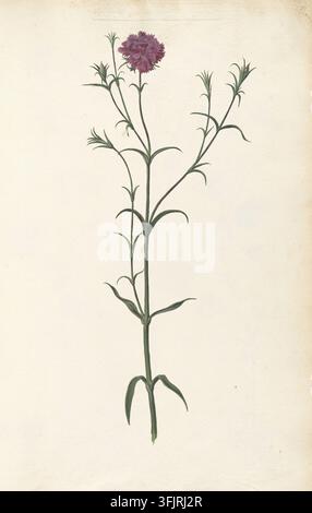 Drawing depicting Dianthus caryophyllus, commonly known as pink, by Pieter van Kouwenhoorn (1599-1654), from the Kouwenhoorn's album of paintings collection, dated 1630. A single tall slender stem with narrow green leaves branching upward and ending in a cluster of pinkish purple fringed petals against a pale off-white background. Watercolour painting, 45 cm x 31 cm, handmade laid paper. Three ruled lines have been left blank at the top of this folio. English vernacular names: Wild Carnation, Clove Pink. Stock Photo
