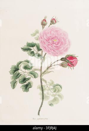 Book plate illustration depicting Rosa grossullarifolia, commonly known as rose, from the Roses or a monograph of the genus Rosa collection, dated 1805. A delicate botanical illustration shows a single stemmed rose with a large pink bloom and a few smaller pink buds, green leaves with varied shading, slender thorns along the stem, and pale cream background. Hand-coloured engraved plate depicting 'Rosa grossullarifolia' Rosa grossularifolia, described on the title page as being 'drawn, engraved, described and coloured from the living plants'. Stock Photo