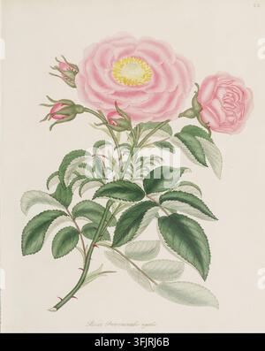 Book plate illustration depicting Rosa Provincialis regalis, commonly known as rose, from the Roses or a monograph of the genus Rosa collection, dated 1805. A botanical illustration showing a stem with roses and buds, featuring a large open pink flower with a yellow center, a smaller pink bloom, several pink buds, and a cluster of green leaves with visible veins on a pale background. Hand-coloured engraved plate depicting Rosa, provincialis 'regalis' Rosa gallica, described on the title page as being 'drawn, engraved, described and coloured from the living plants'. Stock Photo