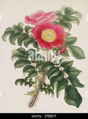 Book plate illustration depicting Rosa ferox, commonly known as rose, from the Roses or a monograph of the genus Rosa collection, dated 1805. A botanical illustration of a flowering plant showing a branch with green textured leaves, thorny brown stems, a large open pinkish-red blossom with a yellow center, a partially open pink flower behind it, and a pink bud against a pale background. Hand-coloured engraved plate depicting Rosa ferox, described on the title page as being 'drawn, engraved, described and coloured from the living plants'. Handwritten in pencil TR corner '129'. Stock Photo