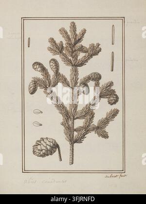 Drawing depicting Abies canadensis cf Picea sp, by Aubriet, from the Aubriet artworks collection, dated 1700. A botanical drawing of a branch with needlelike leaves and several pinecones rendered in brown ink on a cream background, framed by a double-lined rectangular border with a few small detached seed and cone elements. Pen and ink on paper with grey wash, 22.2 cm x 16.2 cm. Recto: LR: Handwritten in ink: 'aubriet fecit'; Handwritten in graphite pencil: LL: 'Abies canadensis', TL: un peux moins large, TR upper: grandie, TR lower: endelou ?. Stock Photo