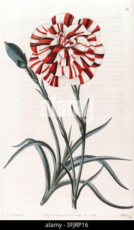 Book plate illustration depicting 21 Dianthus Caryophyllus, commonly known as pink, by S. Watts (fl.c.1820-1845), from The florist's guide. Volume I collection, dated 1827. A botanical illustration of a single tall stem with narrow green leaves and a bud, topped by a large round flower with white petals striped in red, set against a light off-white background. Hand-coloured engraved plate of 'Hall's Tarrara Carnation', Dianthus Caryophyllus var. Tarrara, engraved by S. Watts after an original by Edwin Dalton Smith. From the book 'The florist's guide. Volume I' by Robert Sweet. Stock Photo