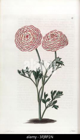 Book plate illustration depicting 54 Ranunculus asiaticus, commonly known as buttercup, by S. Watts (fl.c.1820-1845), from The florist's guide. Volume I collection, dated 1828. An illustration of a plant with two large round layered blooms in pink and white atop green stems with green lobed leaves against a pale off-white background. Hand-coloured engraved plate of 'Rose Incomparable Ranunculus', Ranunculus asiaticus var. Watts after an original by Edwin Dalton Smith. Volume I' by Robert Sweet. Stock Photo