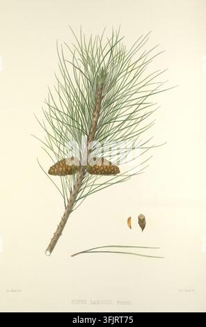 Book plate illustration depicting PINUS LARICIO Poiret, commonly known as pine, by James Black (fl.c.1860-c.1880), from the Pinetum Britannicum. Vol I collection, dated 1863. A botanical illustration showing a branch with long thin green needles and a brown stem, two brown pine cones attached, two small brown seed pieces, and a few long green needle fragments on a pale beige background. Chromolithography. Chromolithographic plate depicting Pinus laricio, also including three coloured botanical details. The book plate bears the imprints 'Jas. Black, Del', 'Robt. Black. Fec'. Stock Photo