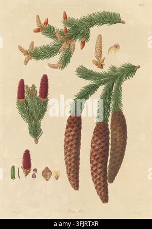 Book plate illustration depicting Tab XXV Pinus Abies, commonly known as spruce, by Mackenzie, from the A description of the genus Pinus collection, dated 1803. A botanical illustration showing green pine-like branches with needle leaves, elongated brown cones and smaller reddish cone structures, a few beige and tan cone parts, and a cream background with visible paper texture. Hand-coloured engraved plate with three illustrations of Pinus abies Picea abies, also including nine botanical details. The book plate bears the imprints 'Ferdd. Bauer delin. Mackenzie sculp'. Stock Photo