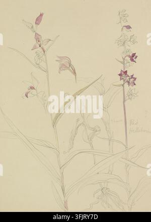 Drawing depicting Cephalanthera rubra, by Dorothy B. Martin, from the Dorothy B. Martin Artworks collection, dated 1910. A pale beige sheet with a pencil botanical sketch of tall slender stems and long lance-shaped leaves, a few small elongated buds and several open flowers colored pink and deep magenta, and subtle green shading on some leaves. Watercolour painting, 24.7 cm x 17.7 cm, paper, graphite pencils. English vernacular name: Red Helleborine. Inscription: ? / leaves Red / Helleborine. Verso, in graphite pencil 'Cephalanthera rubra'. Stock Photo