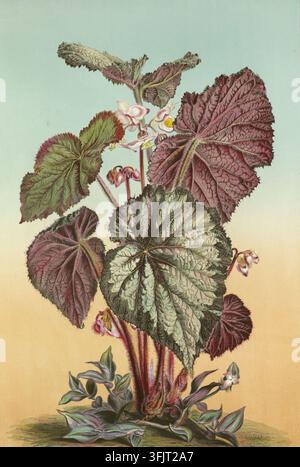Book plate illustration depicting Les promenades de Paris Begonia Rex var Imperator, by A. Gatternicht (fl.c.1850-c.1880), from the Les promenades de Paris epar A. Alphand collection, dated 1867. A potted plant with a cluster of large textured leaves in shades of green, burgundy, and silvery gray, a few small pale pink and white flowers among reddish stems, and green and purple variegated smaller leaves at the base against a gradient blue to warm beige background. Chromolithography. Stock Photo