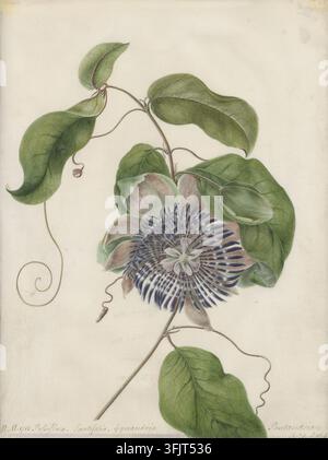 Drawing depicting Passiflora Lautifolia Gynandria, commonly known as passion flower, by Margaret Meen (1749-1824), from the Margaret Meen artwork collection, dated 1785. A botanical illustration of a vine with a large ornate flower showing purple, blue, white, and pale pink petals, several green leaves and tendrils on beige paper background. Watercolour painting, vellum. Notes on verso: p.37A volume 1 Cory. Stock Photo