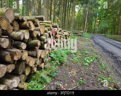 ​Stacked pile of cut timber and wooden logs along a forest road next to a dense woodland area during the logging season. Stock Photo