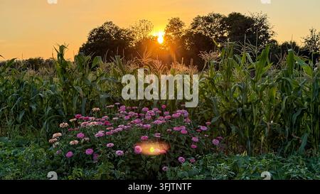 Sun setting behind a field of corn stalks and colorful zinnia flowers in a summer garden Stock Photo