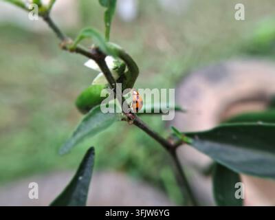 Macro View of an Asian Lady Beetle with Distinct Black Spots Crawling on a Green Chili Plant Stem Stock Photo