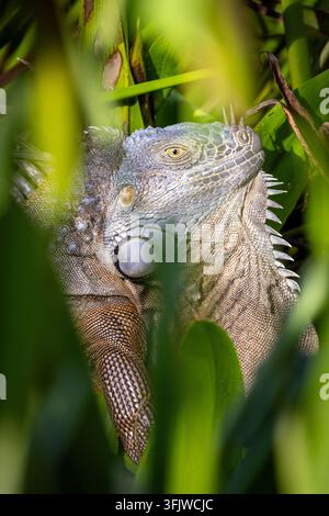 Green iguana (Iguana iguana) - Green Cay Wetlands, Boynton Beach, Florida, USA Stock Photo