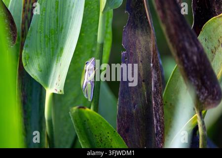 American green tree frog (Dryophytes cinereus or Hyla cinerea) - Green Cay Wetlands, Boynton Beach, Florida, USA Stock Photo