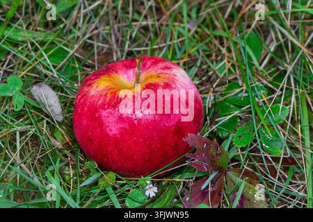 A fallen ripe apple laying on the ground Stock Photo