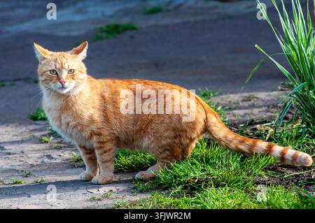 An orange tabby cat stands on a sidewalk, looking at the camera. Stock Photo