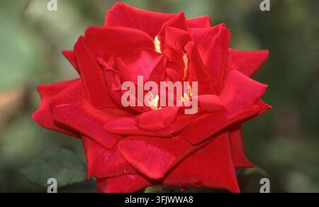 CLOSE-UP OF THE RED ROSE 'MISTER LINCOLN' IN FULL BLOOM (ROSA). Stock Photo