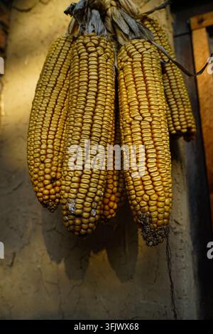Dried corn cobs hanging in strings in front of an adobe wall Stock Photo