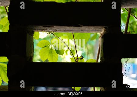 Lush green vine leaves seen through an ornate brick lattice window Stock Photo