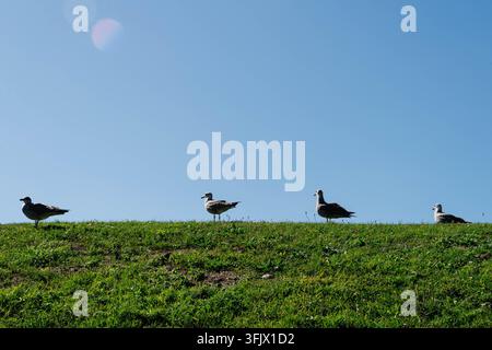 Four juvenile seagulls stand along a green grassy ridge under a clear blue sky. Wide open expanse above offers copy space for banner layouts and Stock Photo