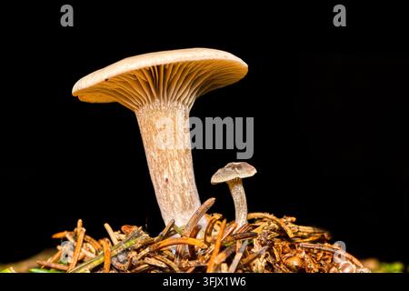 Two funnel cap mushrooms (Clitocybe sp.), likely resembling Clitocybe costata, rise from pine needles against a black background. Stock Photo
