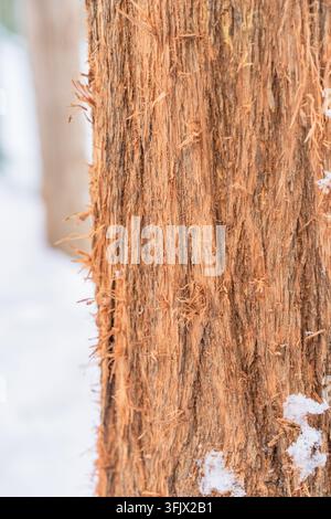 Close-up of tree trunk bark with fibrous texture scratched by a cat Stock Photo