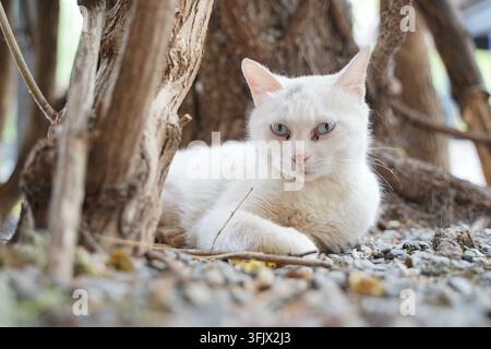 White cat with blue eyes lying on gravel between tree trunks Stock Photo