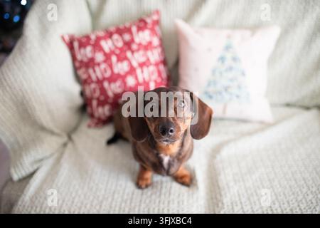 Brown dachshund sits facing the camera on a textured sofa, framed by red and pale decorative pillows in a softly lit indoor setting Stock Photo