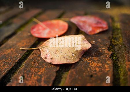 Autumn leaves with water droplets on red brick, shot from an angled side view Stock Photo