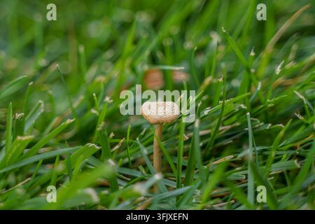 A small mushroom growing in the grass on a lawn after rain Stock Photo