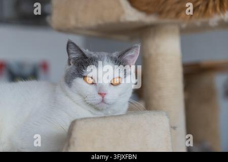 British Shorthair cat with blue and white fur looking up on a cat tree Stock Photo