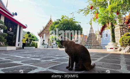 BANGKOK, THAILAND - FEB 15, 2026: A brown domestic cat sits on the stone paved courtyard of Wat Pho temple, looking toward the pagodas and stupas in B Stock Photo