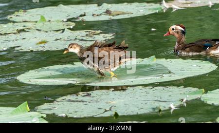 Young common moorhen and male mandarin duck in natural symbiosis moment among lotus leaves Stock Photo