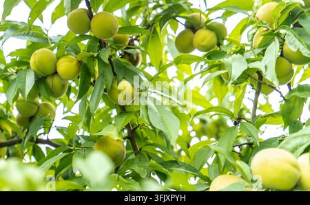 Green peaches hanging heavily on tree branches Stock Photo