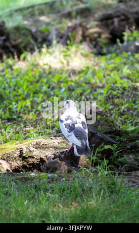 White-bellied spotted dove on a stone by the stream Stock Photo