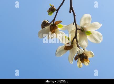 Close-up of white magnolia branches blooming against a blue sky Stock Photo