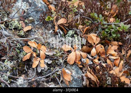 Detailed close-up shot of typical Lapland tundra vegetation in Finland, featuring autumn-colored brown leaves, green foliage, delicate lichens, and mo Stock Photo