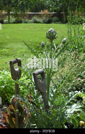 Globe artichokes Stock Photo