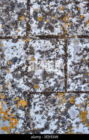 Lichen growth on the old stone walls of the 11th century Chapelle Saint-Jean de Plaincourault, Mérigny, Indre (36), France. Stock Photo