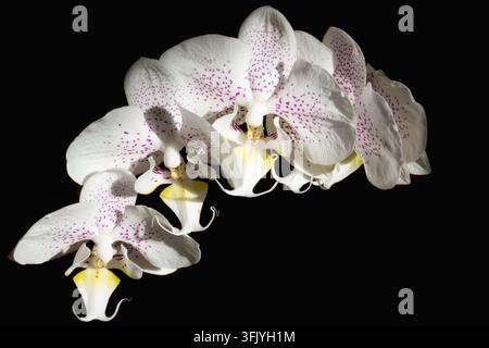 White Phalaenopsis orchids with purple speckles arranged diagonally on black background Stock Photo