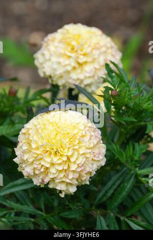 Buttercream Marigold, Tagetes erecta Buttercream, African Marigold Buttercream F1, creamy, pale-yellow double flowers Stock Photo