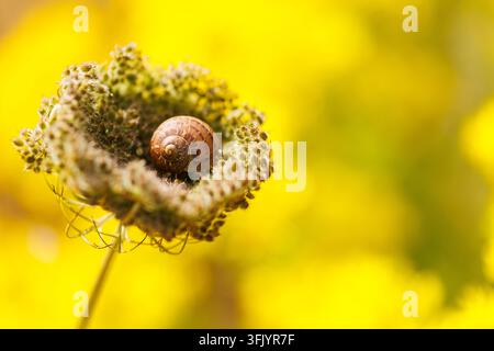 A small brown snail shell rests delicately on the intricate, dried head of a wild carrot flower, set against a vibrant, soft-focus yellow background, Stock Photo