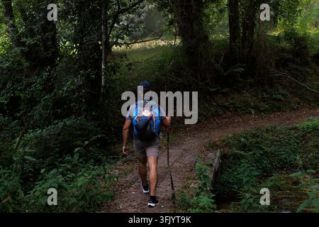 A male hiker and pilgrim with a backpack and walking stick traverses a shaded, winding forest path, embodying adventure and journey along the historic Stock Photo