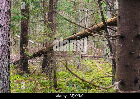 Horizontal View of a Leaning Fallen Tree Trunk in a Dense Forest Stock Photo