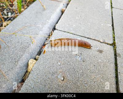 Snail without shell on the pavement. Stock Photo