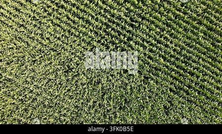 Green agriculture field from a high aerial perspective showing planted rows Stock Photo