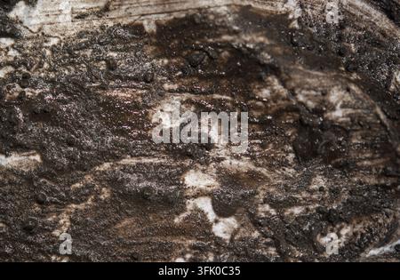 Wet mud isolated on white background. Dirty texture Stock Photo